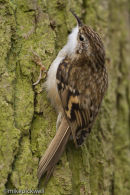 Tree Creeper